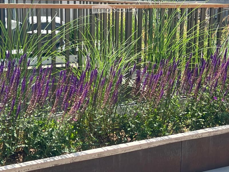 A garden bed with tall purple flowers and green foliage, bordered by a wooden fence and a concrete edge.