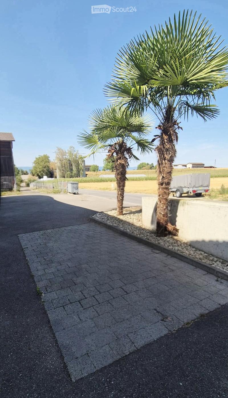 A paved driveway with two palm trees, a trailer, and a small shed in the background.