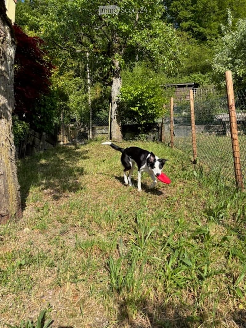 A fenced outdoor area with grass, trees, and a dog playing with a red frisbee.