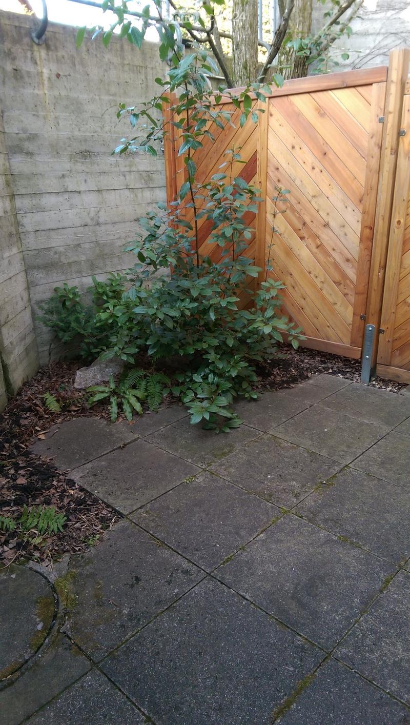 A small paved outdoor area with a wooden gate, small plants, and a concrete wall in the background.