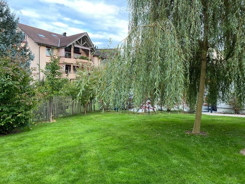 Well-maintained lawn with a large weeping willow tree, surrounded by a wooden fence and neighboring houses with balconies and gardens.