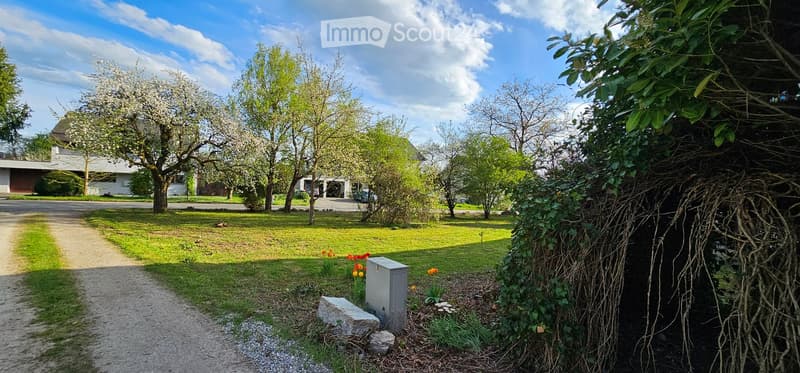 A well-maintained garden with a gravel pathway, green grass, flowering tulips, and trees. A modern house is visible in the background.