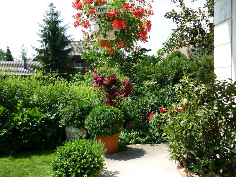 green lawn, various plants, hanging flowers, concrete pathway, green bushes, red flowers