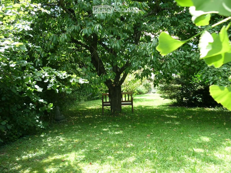 a wooden bench under a large tree, surrounded by green grass and plants
