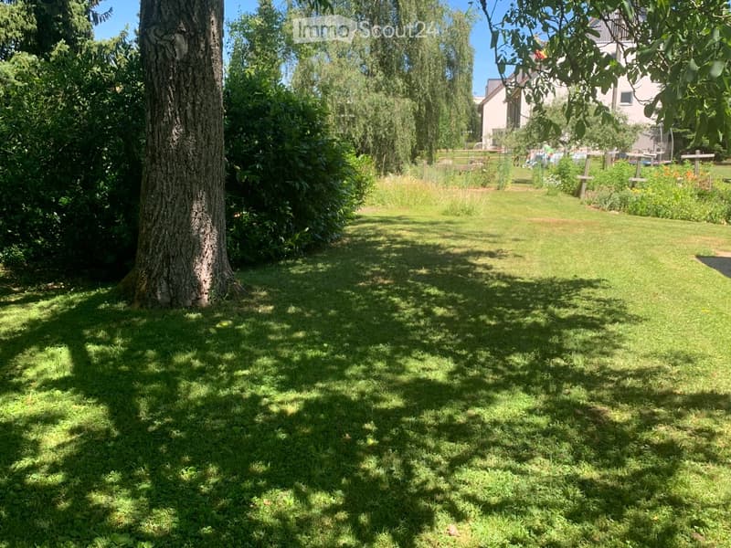 A well-maintained lawn with a large tree on the left, surrounded by greenery and a house in the background.