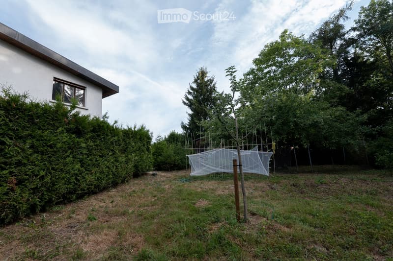Garden area with a hedge, fruit tree, netting, and a small section of a house visible on the left.
