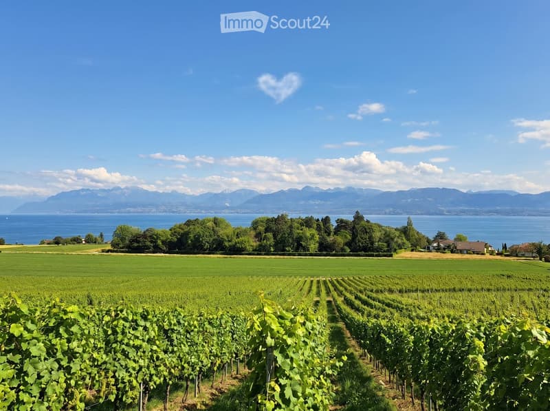 A vineyard with rows of grapevines, surrounded by green fields, trees, and a body of water with mountains in the background.