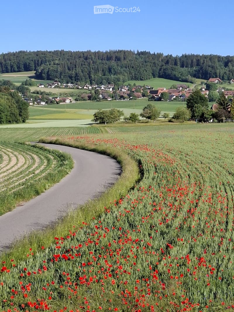 A rural landscape with a winding road, red poppies in the foreground, and scattered houses in the background, surrounded by green fields and trees.