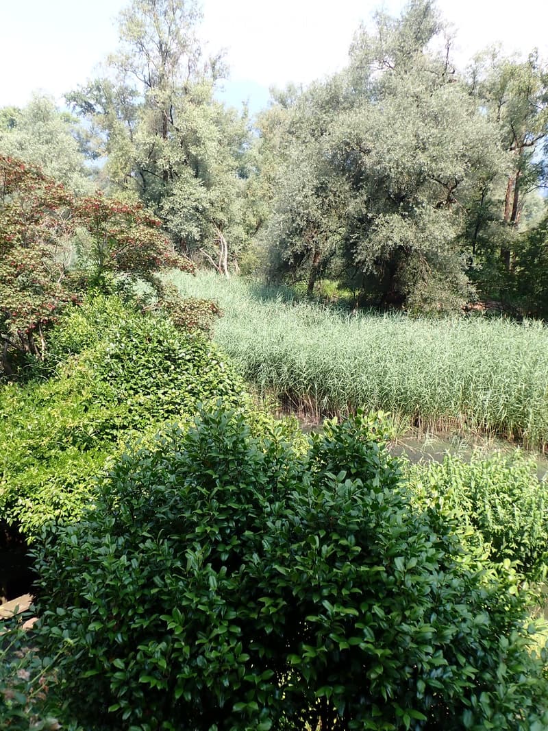 A lush garden with neatly trimmed hedges, olive trees, and various shrubs, creating a serene and well-maintained outdoor space.