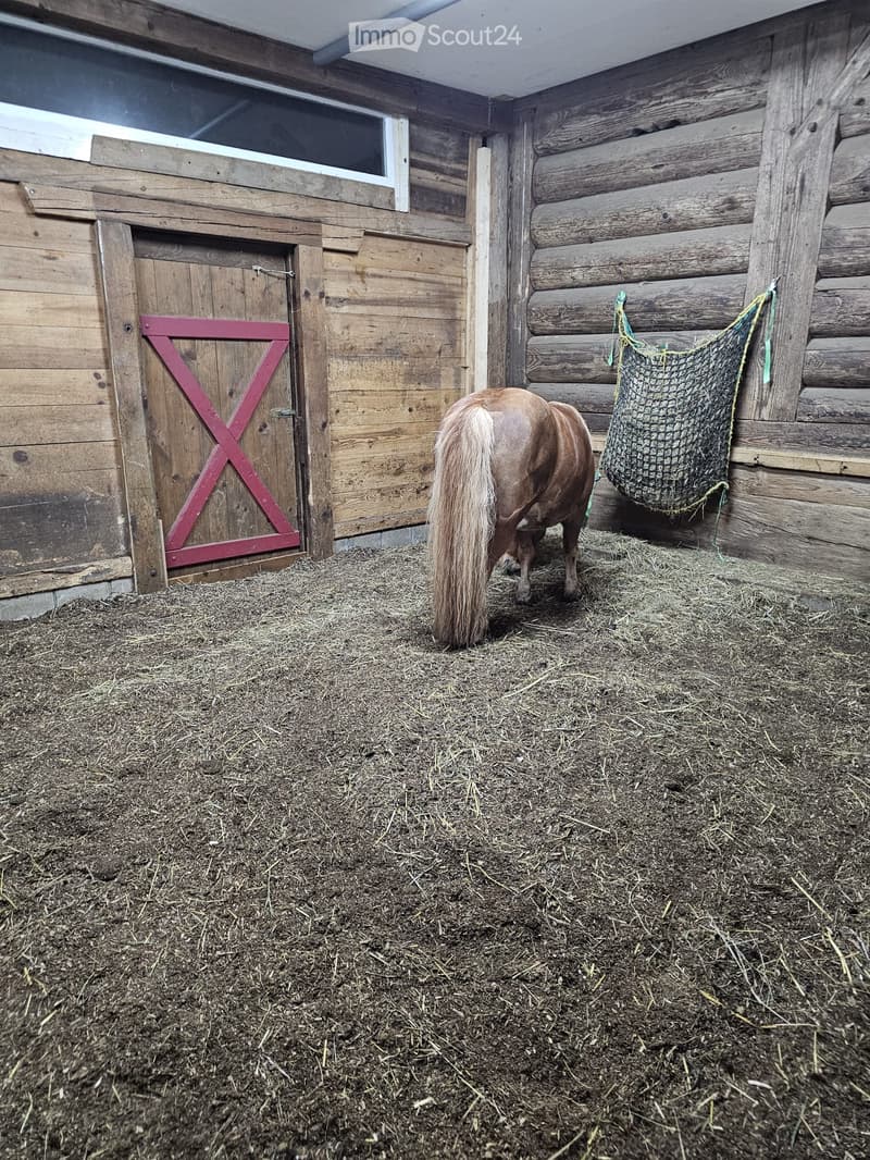 A stable with wooden walls and a hay-covered floor, featuring a brown horse eating from a hanging feeder bag.