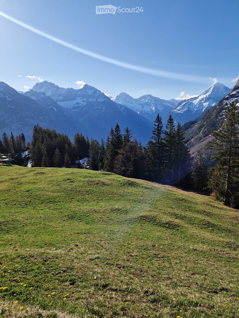 A lush green meadow surrounded by dense forest, with snow-capped mountains in the background under a clear blue sky.
