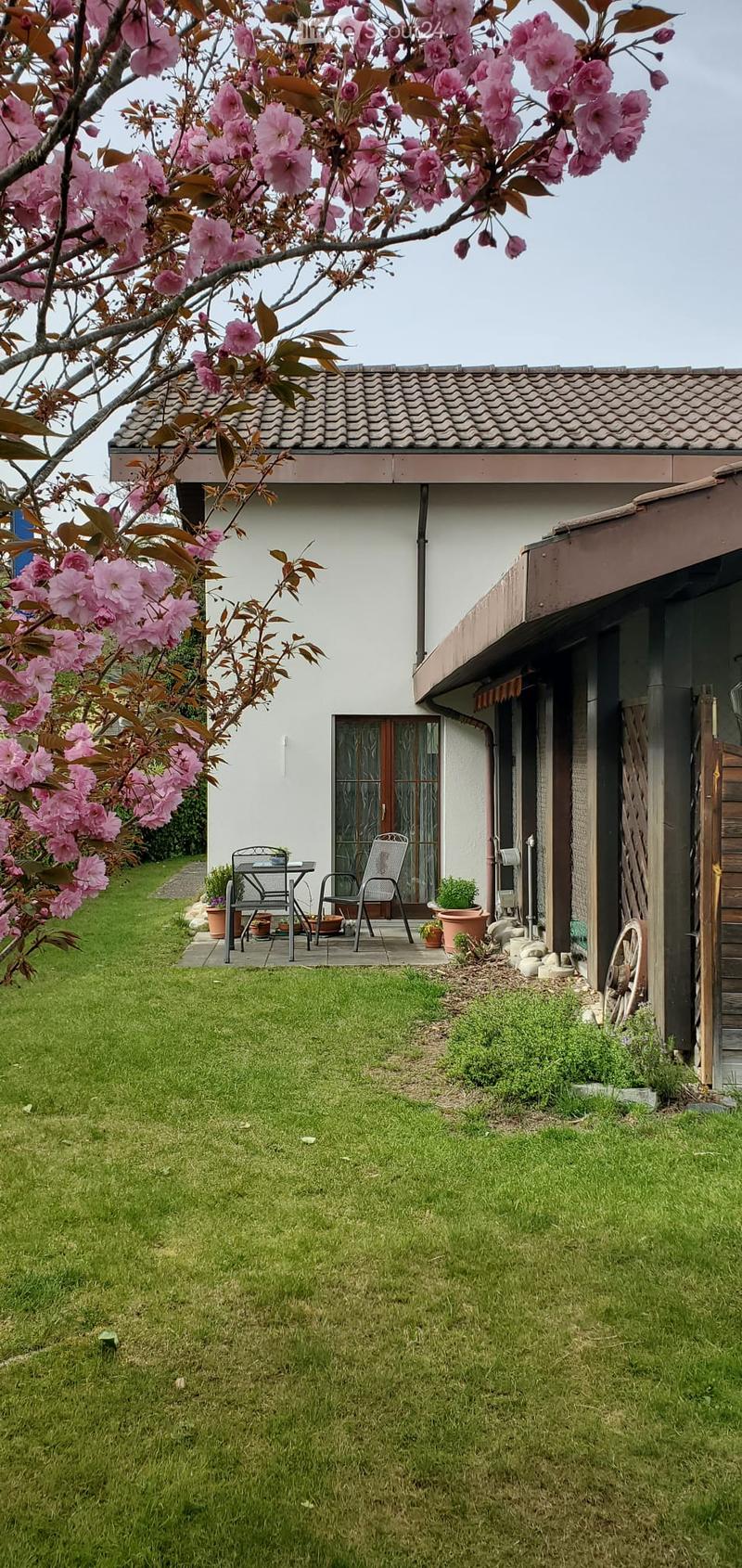 Garden with a well-maintained lawn, a small patio area with a table and two chairs, and a blooming cherry tree providing shade.