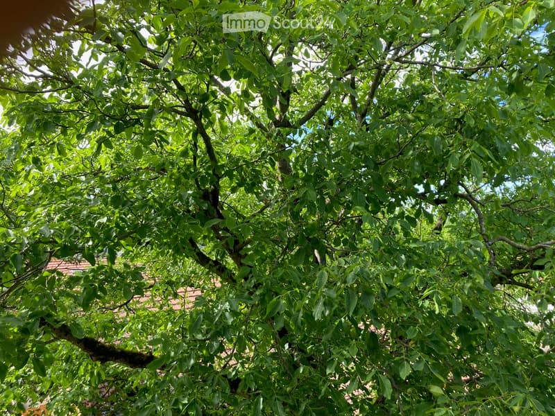 A lush, full tree with dense green foliage, providing shade and a natural canopy.