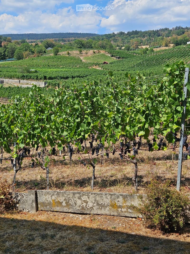 Vineyard with rows of grapevines, lush green leaves, and clusters of grapes, surrounded by a rural landscape with trees and hills in the background.