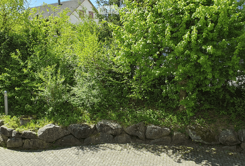 A lush garden area with dense green foliage, a stone retaining wall, and a paved pathway.