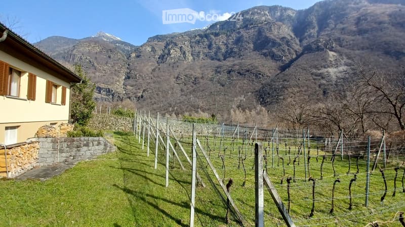 A vineyard with rows of grapevines supported by wooden stakes and wires, surrounded by a stone wall and a yellow house, with a mountain range in the background.