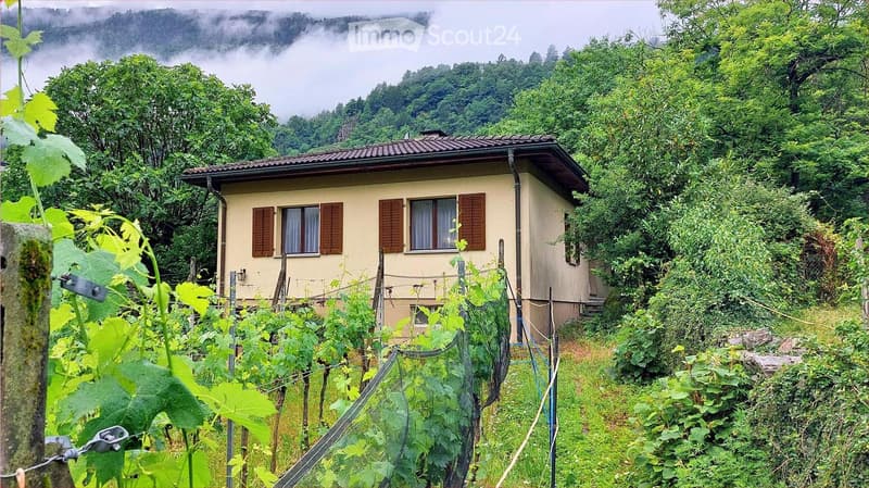 A small, single-story house with a tiled roof and wooden shutters, surrounded by lush greenery and a vineyard in a mountainous area.