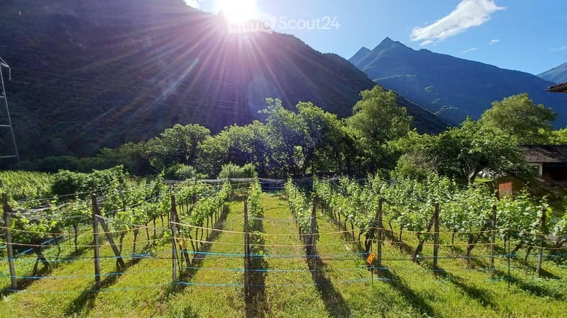 A vineyard with rows of grapevines, surrounded by trees and mountains under a bright sun.