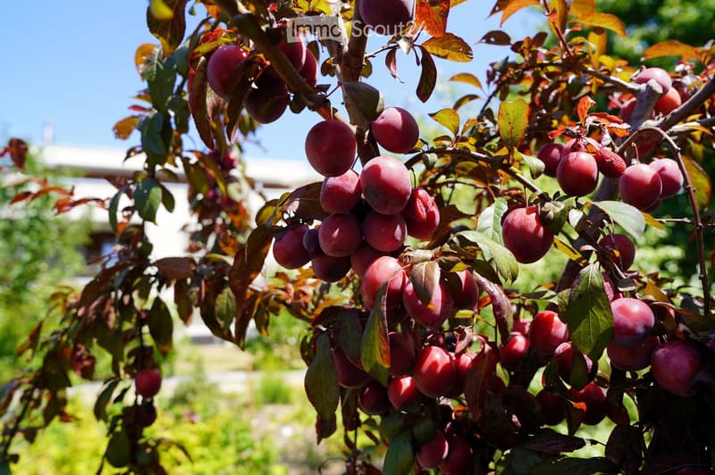 A close-up of a plum tree laden with ripe, red plums, with green and brown leaves, set against a blurred garden background.