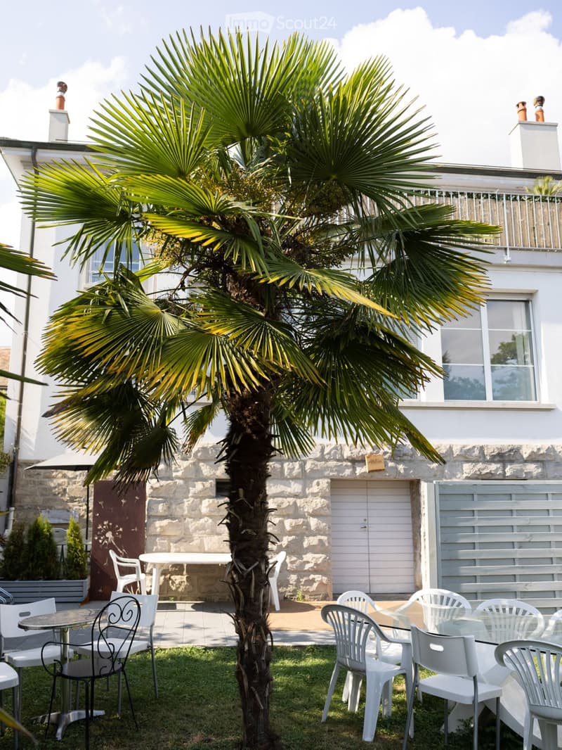 A well-maintained garden area with a large palm tree, several white plastic chairs, and tables arranged for seating. The background features a stone wall, a white garage door, and part of a house with white walls and windows.