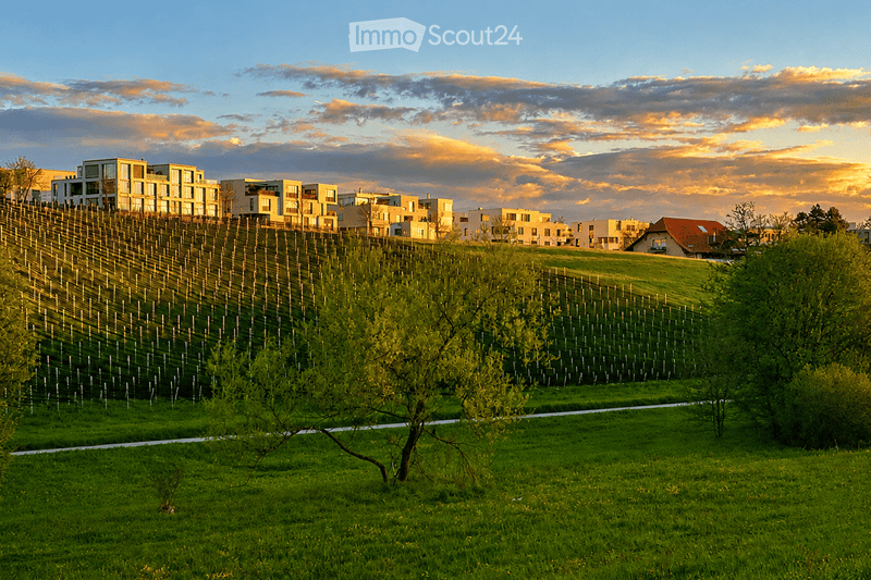 A vineyard with rows of grapevines, surrounded by a green field and trees, with modern apartment buildings in the background under a partly cloudy sky at sunset.