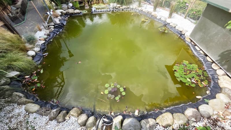 A small pond with green water, surrounded by rocks and aquatic plants, with a black liner and gravel around the edges.