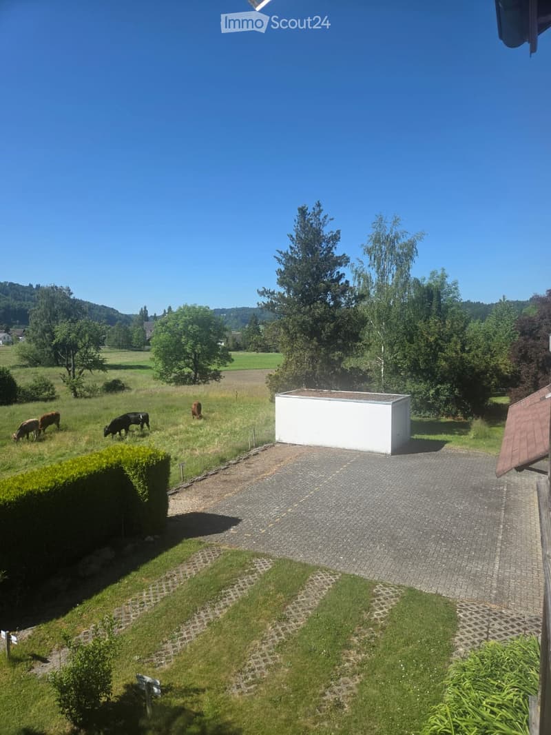 A rural garden area with a paved driveway, a white shed, and grazing cows in the background, surrounded by trees and open fields.