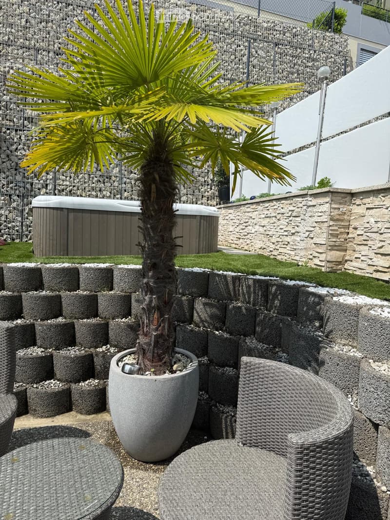 A modern outdoor seating area with a wicker chair, glass table, and a potted palm tree, surrounded by stone planters and a small grassy area.