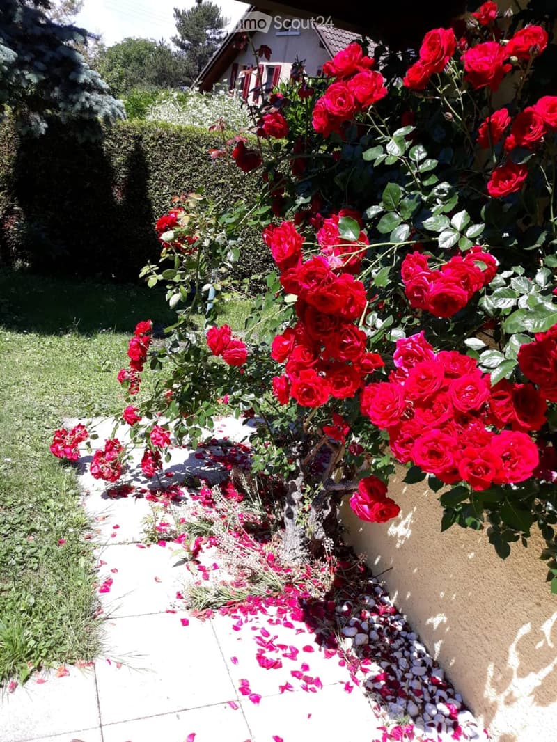 Garden area with vibrant red roses, green foliage, scattered petals, and a pathway leading to a house.