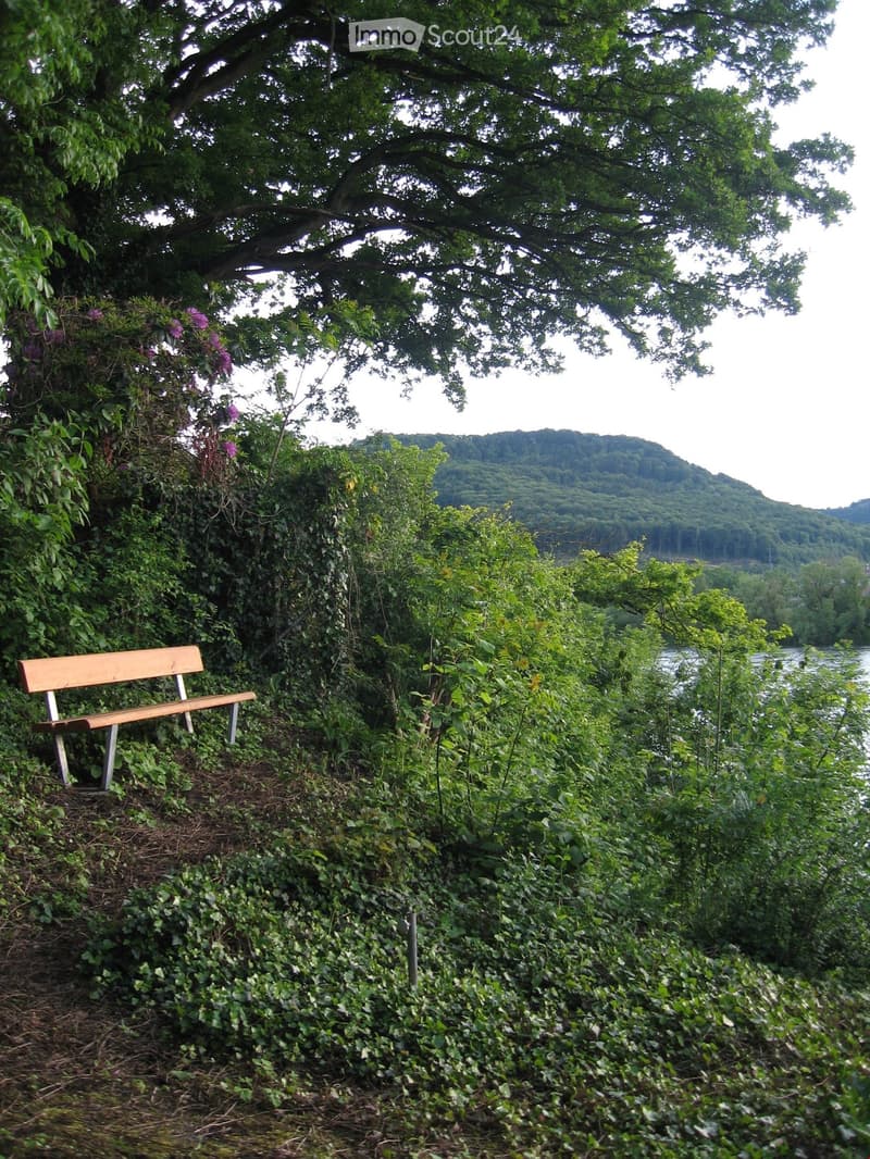 A wooden bench sits under a large tree near a riverbank, surrounded by lush greenery and flowering vines.