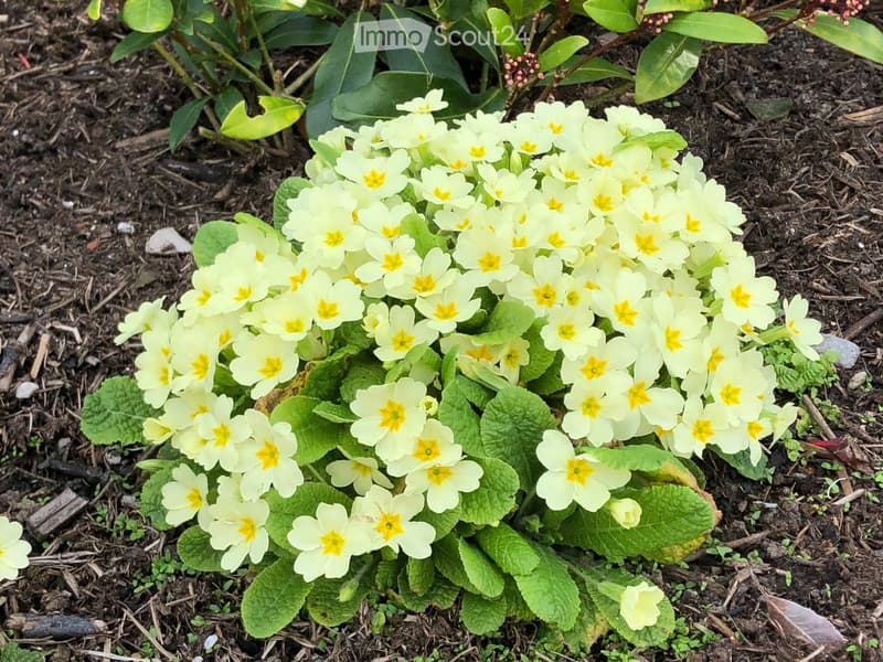 Cluster of white daffodils with yellow centers growing in a garden bed, surrounded by green foliage and soil.