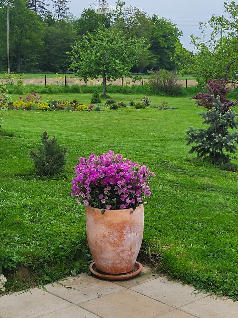 A well-maintained garden with a large terracotta flower pot containing purple flowers, surrounded by green grass, shrubs, and trees in the background.