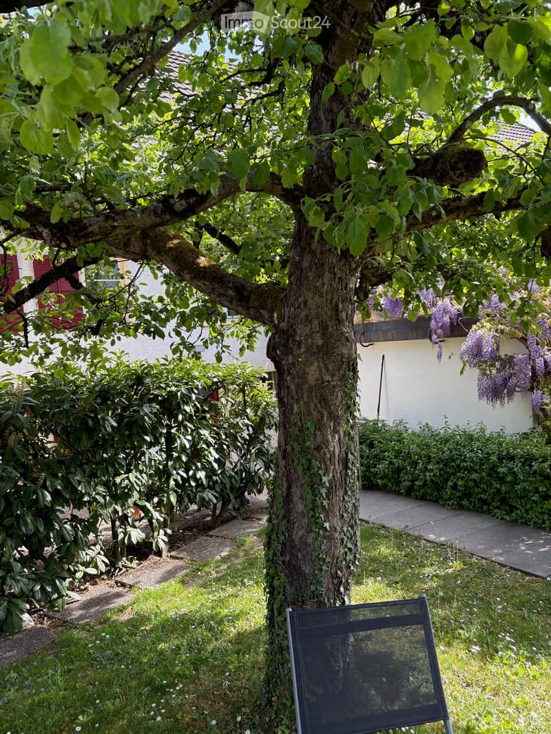 Garden with a large tree, flowering shrubs, and a black folding chair near the tree trunk.