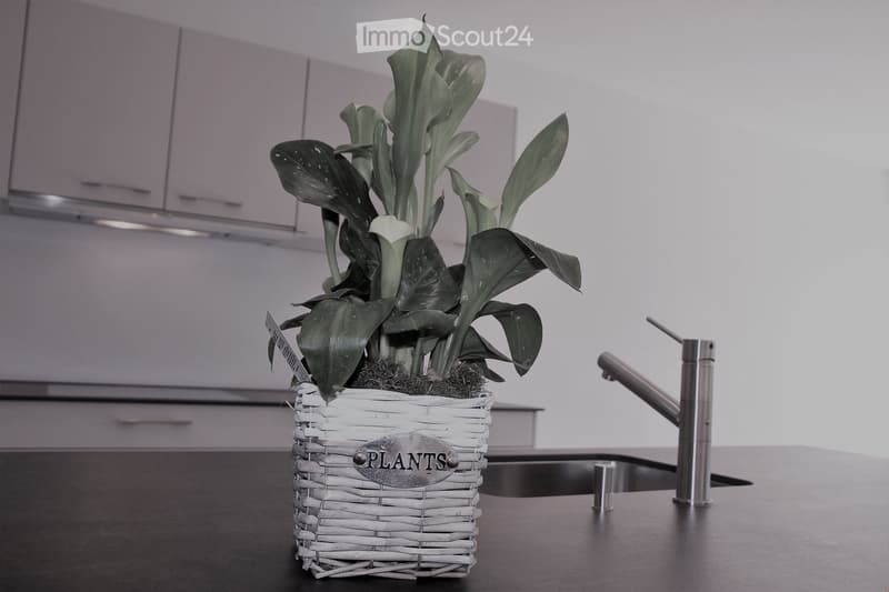 A modern kitchen with a sleek black countertop, a silver faucet, and a decorative plant in a woven basket labeled "PLANTS" placed on the counter.