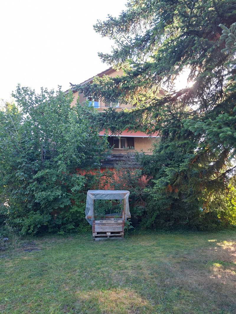 A grassy yard with a small wooden structure covered with a white cloth, surrounded by tall trees and a partially visible house in the background.