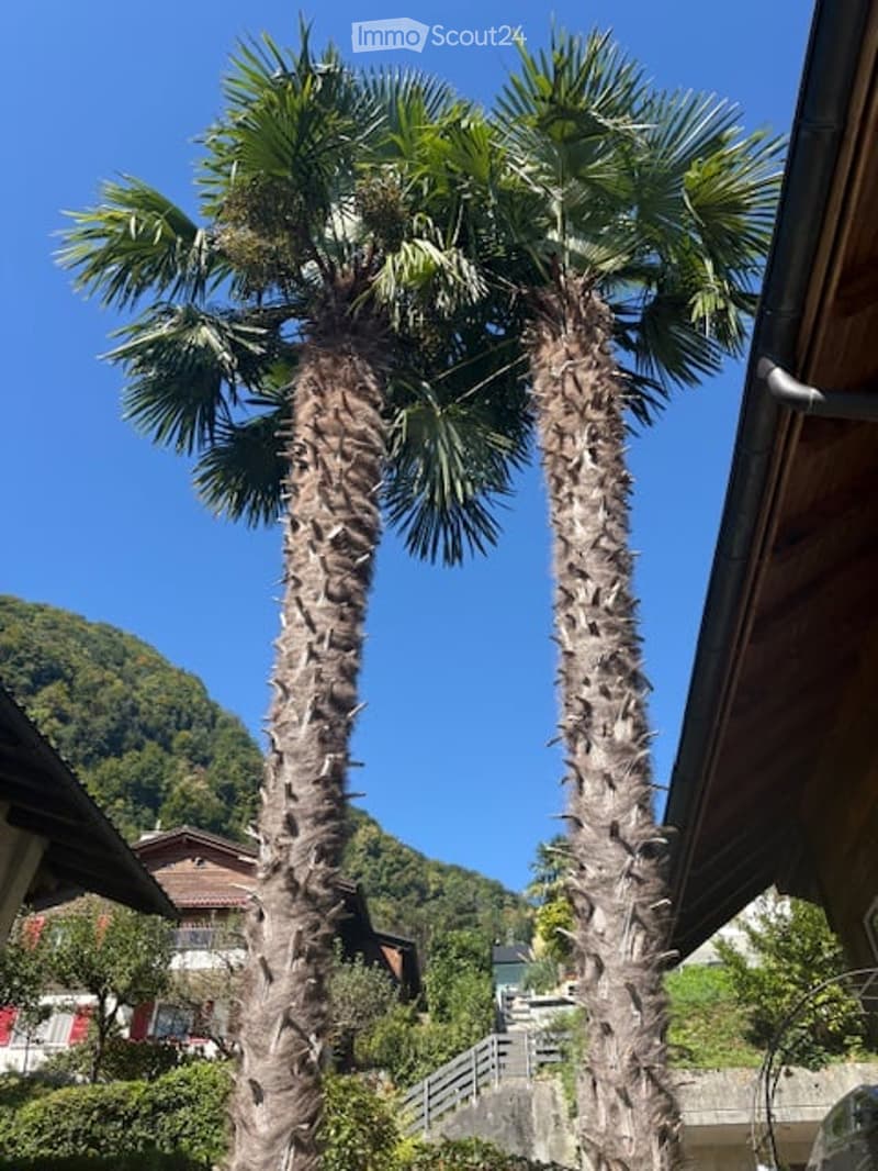 Two tall palm trees in a garden area with a clear blue sky, surrounded by greenery and a house in the background.