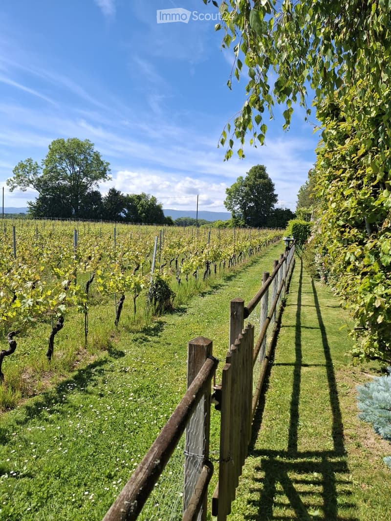 A vineyard with rows of grapevines, wooden fence, and lush green grass under a clear blue sky.