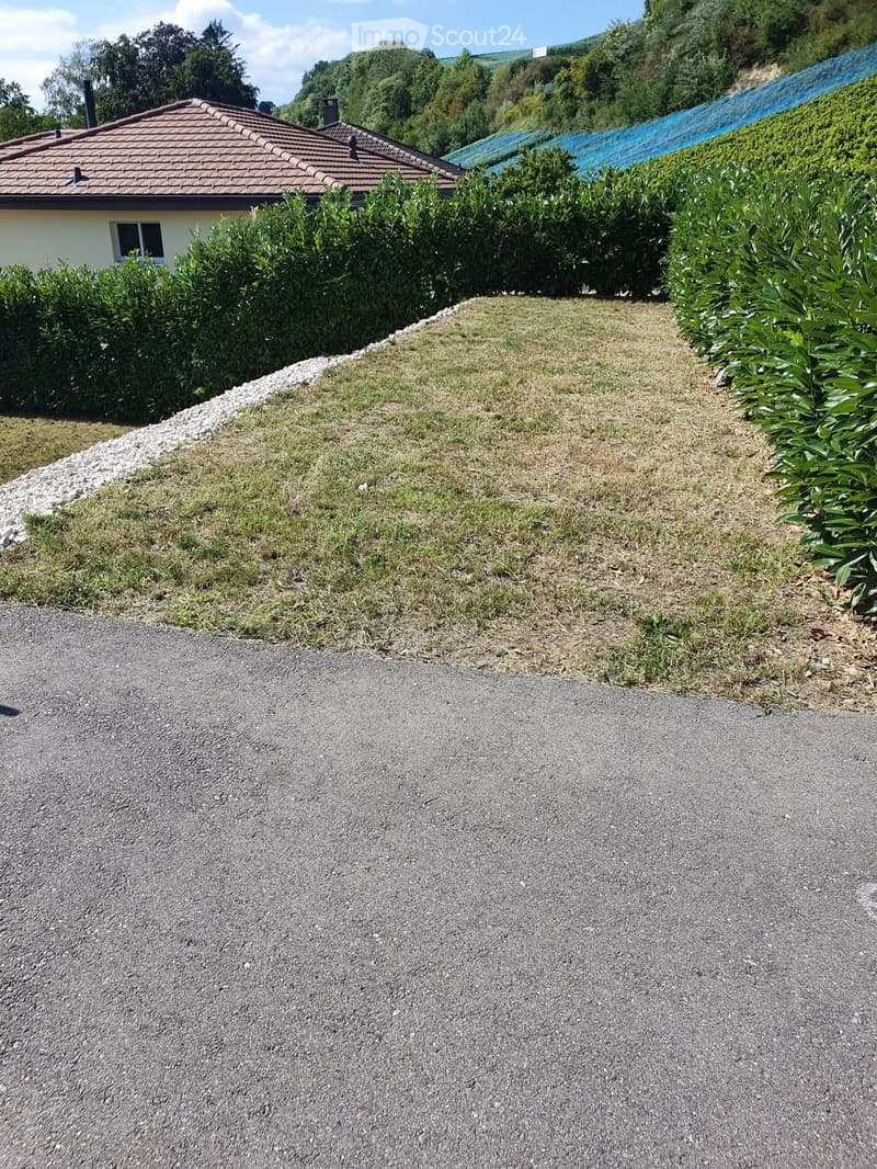 a pathway, grass, hedge, house in the background