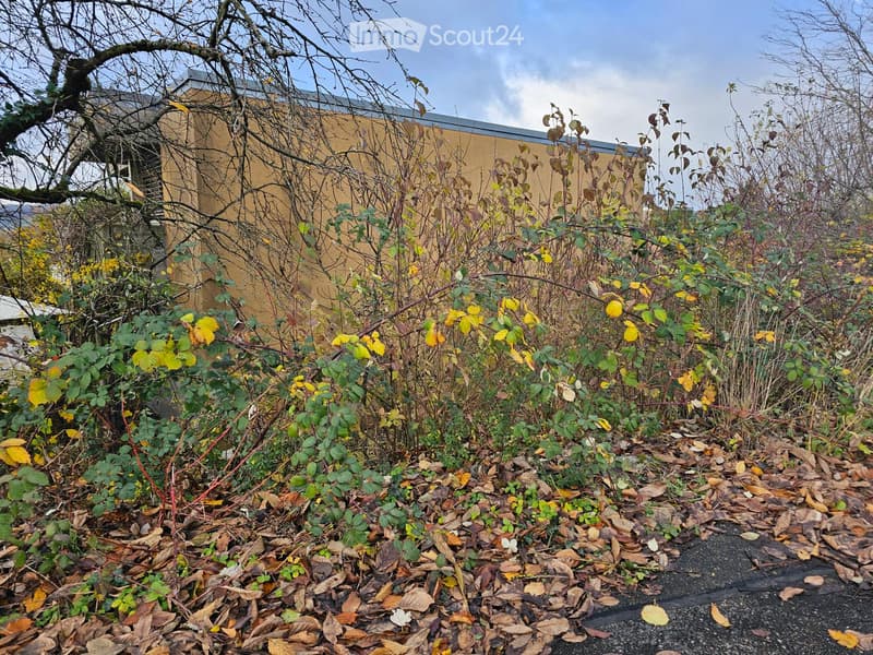 dense overgrown vegetation in front of a building, dry leaves