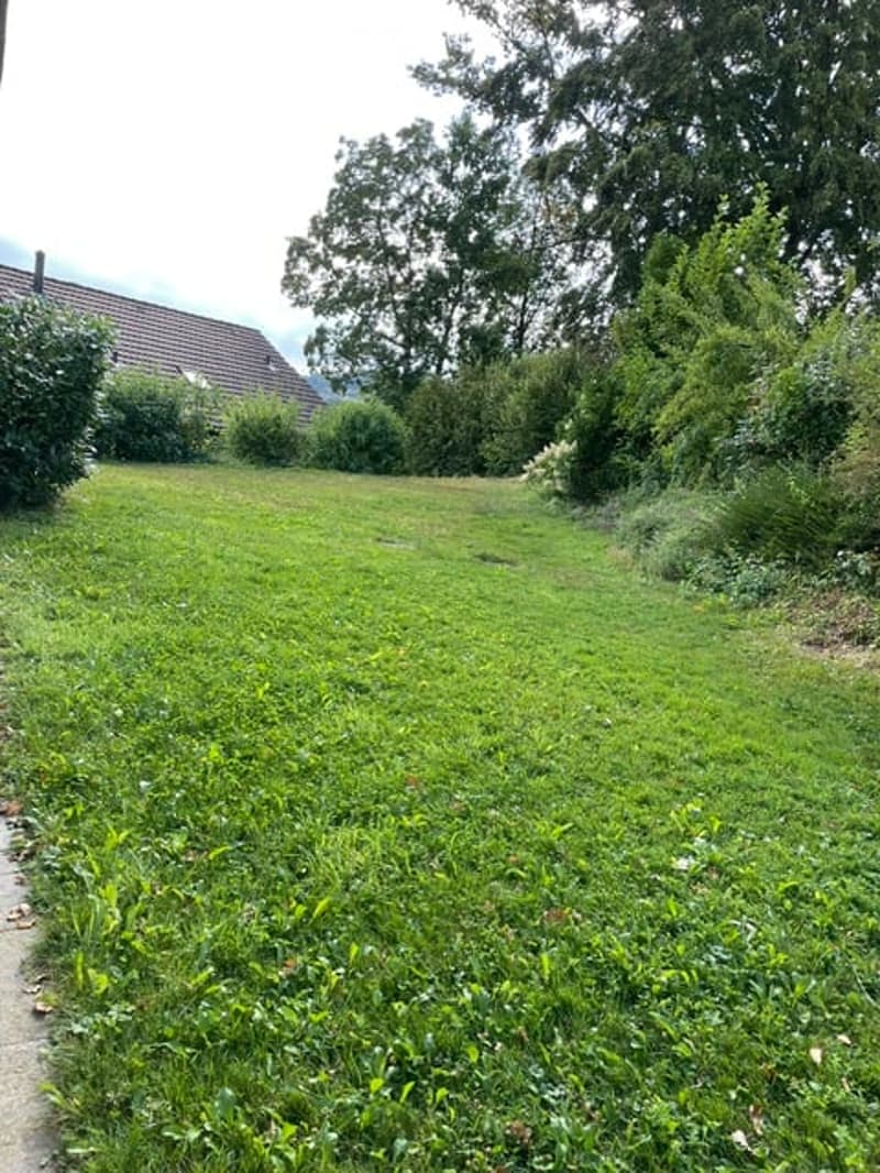 A grassy backyard with trees and bushes, partially enclosed by a fence, with a house visible in the background.