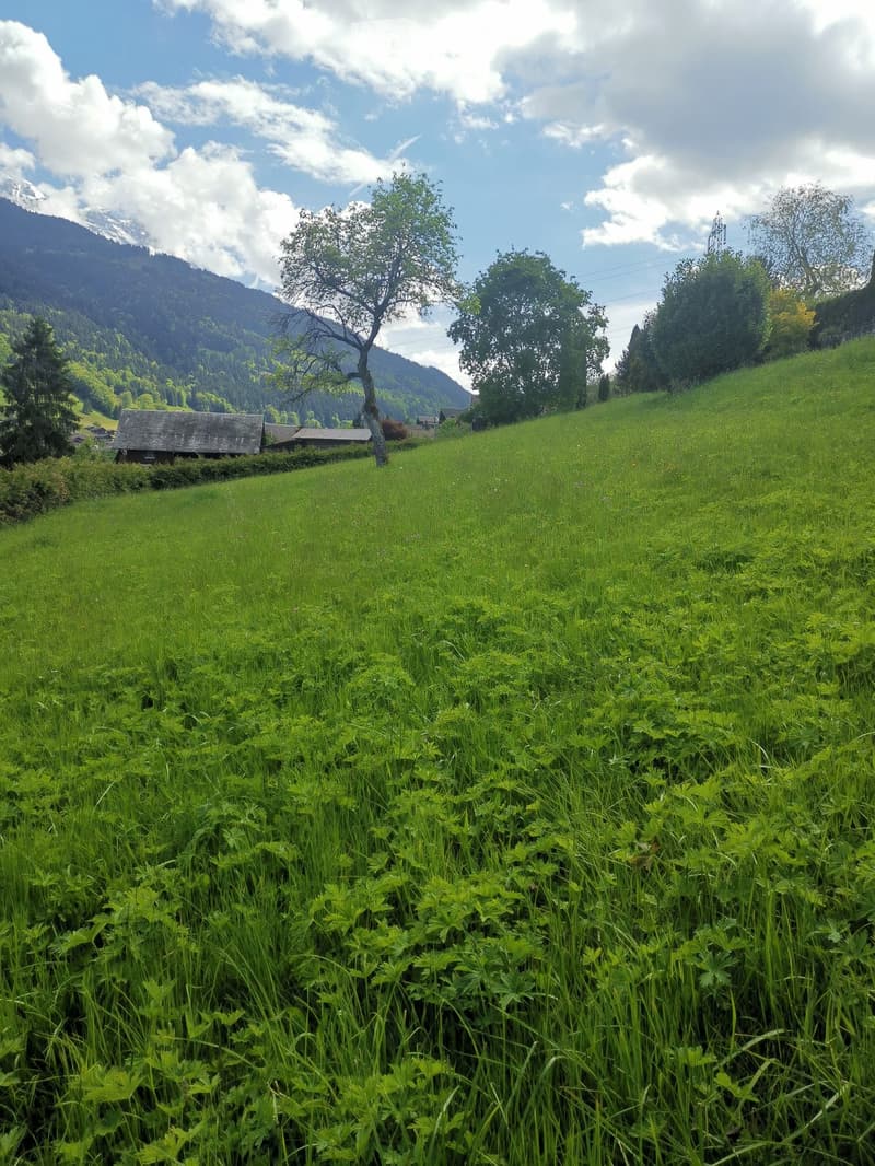 Lush green meadow with tall grass and wildflowers, surrounded by trees and distant mountains under a partly cloudy sky.