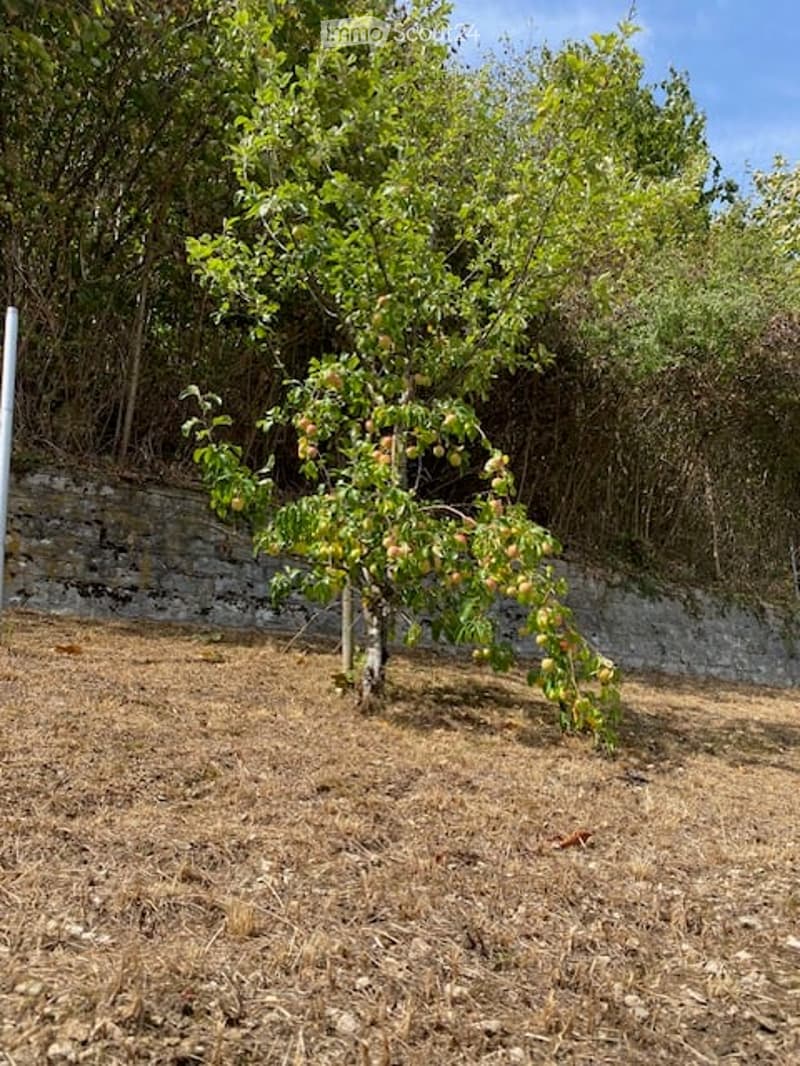 A small fruit tree with green leaves and visible fruit stands in a garden area with dry grass and a stone wall in the background.