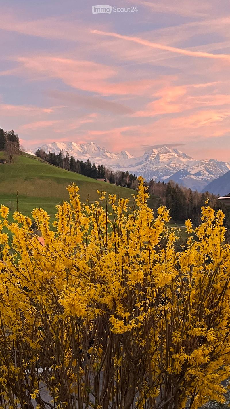 A vibrant display of yellow flowers in the foreground with a scenic backdrop of green hills and snow-capped mountains under a pinkish sky.