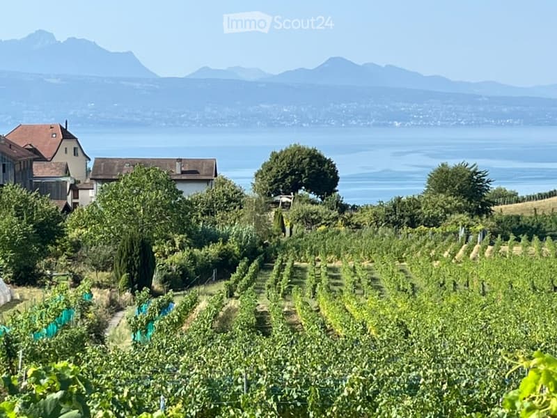 Vineyard with rows of grapevines, surrounded by trees and shrubs, overlooking a lake and distant mountains.
