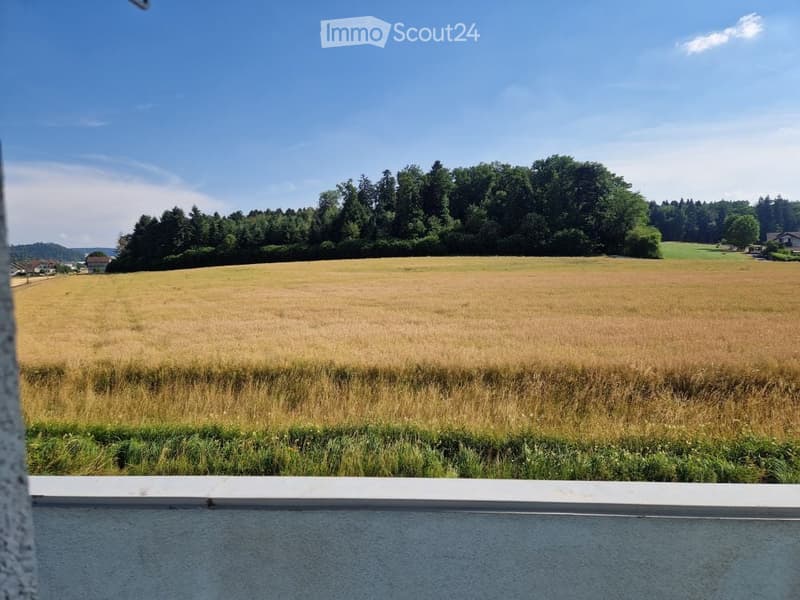 View of a vast, open field with tall grass and scattered trees under a clear blue sky.