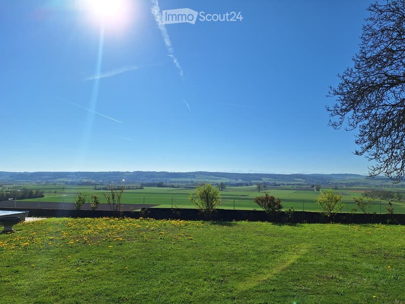 Green grass, yellow flowers, trees, mountains in the distance, clear blue sky