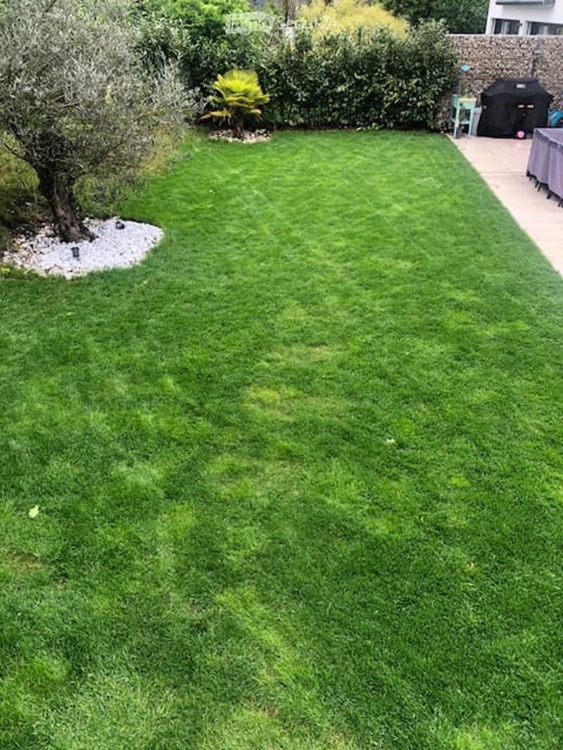Well-maintained lawn with a small tree and decorative gravel area, surrounded by hedges and a low stone wall.
