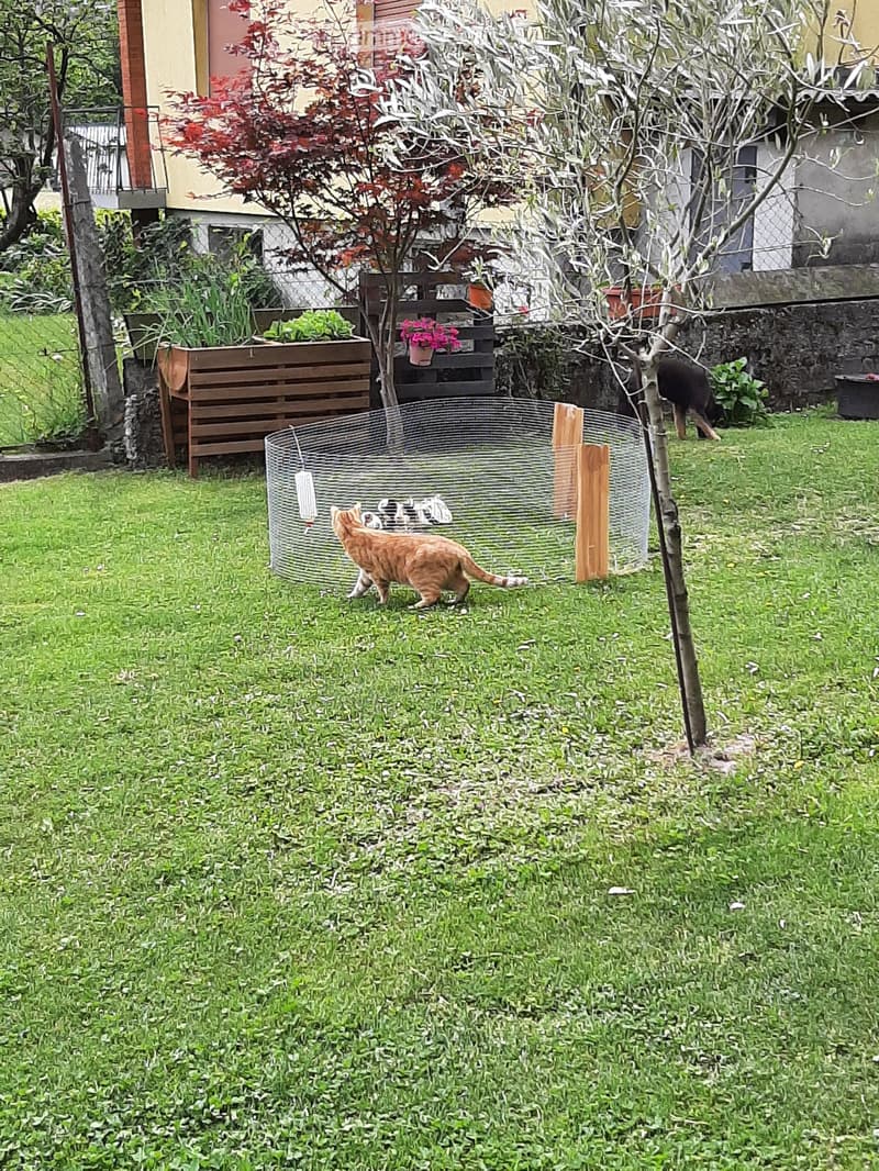 Garden with a cat inside a circular enclosure, surrounded by trees, shrubs, and a wooden planter box.