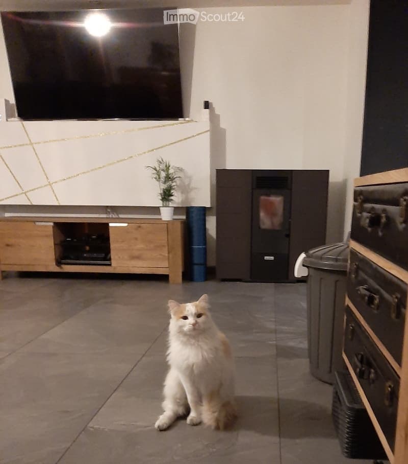 A modern living room with a large flat-screen TV mounted on the wall, a wooden entertainment unit, a potted plant, and a refrigerator. A fluffy white cat sits on the tiled floor.