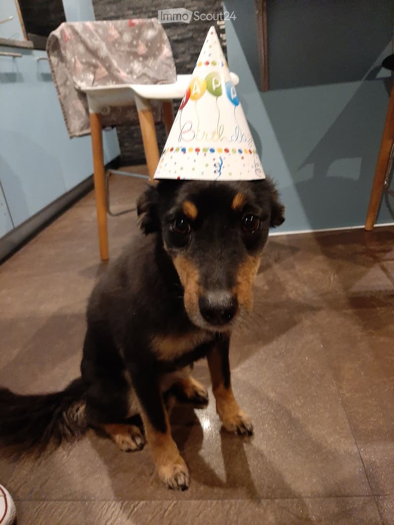 A dog wearing a party hat sits on a wooden floor next to a white plastic chair with wooden legs.